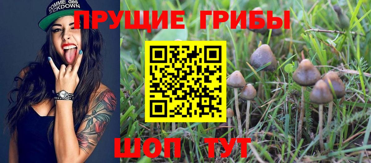 Каменск-Уральский  Псилоцибиновые грибы Psilocybine cubensis  Псилоцибиновые грибы GOLDEN TEACHER  Вход с VPN 